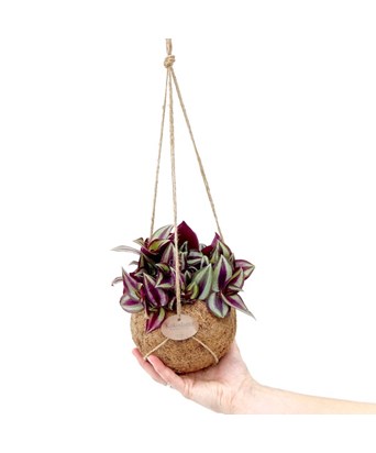 Tradescantia -Telgraf Çiçeği